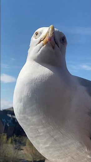 day 56 of feeding my pet seagull to gain his trust