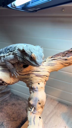 My reptiles try Reptilinks snacks for the first time