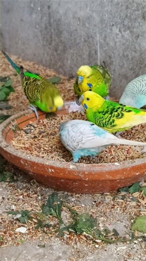 This Budgie Parrot Colony is INSANE 😍