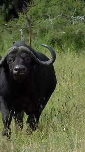 🔥ต้นสายจัฟฟาบัด ควายป่าแอฟริกา ในภาษาอังกฤษคือ African Buffalo (แอฟริกัน บัฟฟาโล) และยังมีชื่อเรียกเฉพาะตามชนิดย่อย เช่น Cape Buffalo (ควายป่าเคป) ที่พบในแอฟริกาใต้ และ Forest Buffalo (ควายป่าแอฟริกันในป่า) ที่พบในป่าฝน. | ควายงาม สตูดิโอ