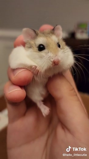 Adorable Sneezing Baby Hamster Moments
