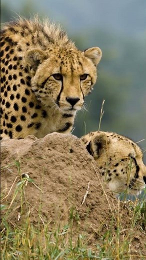 Cheetahs at Sabi Sabi