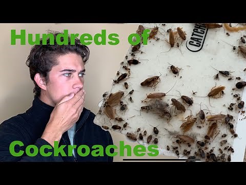 Why do I Have Cockroaches in My Home?