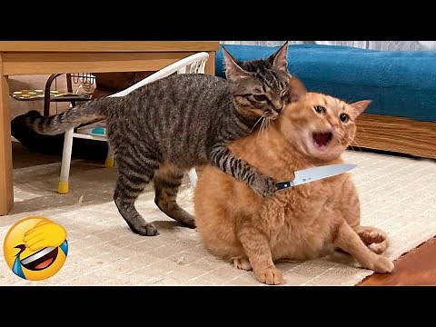 Best Funny Animal Videos Of The 2023 🤣 - Funniest Cats And Dogs Videos 😺😍