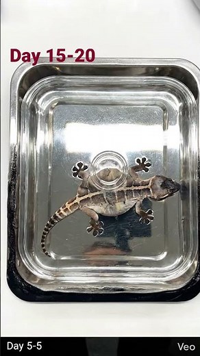 45 Days Gecko Decomposition Study | Lizard to Skeleton Timelapse #shorts #science