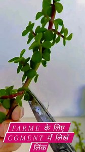 🌿 Z Plant को मोर (Peacock) शेप में कैसे बनाएं | Frame Support से Amazing Shape 🦚 क्या आपने कभी Z Plant को मोर (Peacock) की शेप में देखा है? 🦚🌿 इस वीडियो में मैंने स्टेप बाय स्टेप बताया है कि कैसे ✔️ Z Plant को ✔️ Frame के सहारे ✔️ खूबसूरत मोर की शेप दी जा सकती है यह शेप घर, गार्डन और गिफ्ट के लिए बहुत ही यूनिक और आकर्षक लगती है 😍 👉 जिस Frame का इस्तेमाल किया है उसका Amazon Link चाहिए? तो COMMENT में “LINK” लिखें, मैं तुरंत लिंक दे दूँगा 👇 वीडियो अच्छा लगे तो ❤️ Like करें 💬 Comment करें �