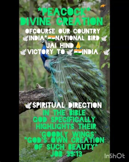 PEACOCK,🦚 IN THE HOLY BIBLE🕊️DIVINE CREATION*🦚