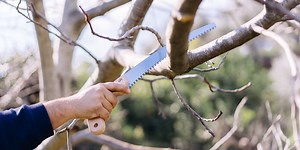 Πότε και πώς γίνεται το κλάδεμα της καρυδιάς | Τα Μυστικά του Κήπου