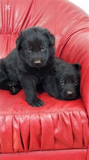 Crying puppy feeling sad