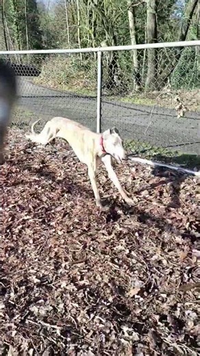 Greyhound 🐕 is widely recognized as the fastest dog breed #dog #greyhound #fastestdog