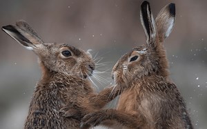 ‘Rabbit Fight Club’: Hares Caught on Camera Trading Punches in Funny Video