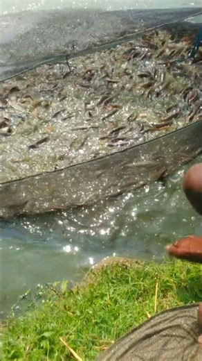 জালে শিং মাছের কাটা আটকে গেছে #fishing #fish #handfish #catfish