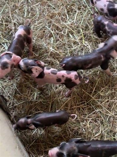 After born so cute pig #pig #pigfeed #farming #piggy #animals #farmlife #food