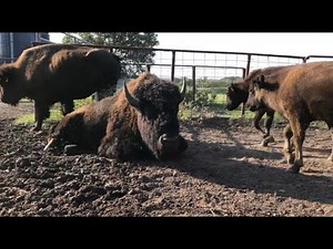 Who's most dominant of this bison herd?
