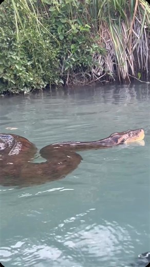 @sdmdiving Green Anaconda in the Pantanal. The green anaconda can reach lengths of up to 30 feet (9 meters) and weigh more than 550 pounds (250 kilograms), though most are smaller. | Earthpix