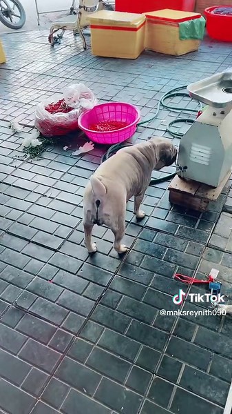 Adorable Pug Dog Captivates with Playful Antics