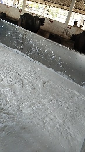 Understanding Dairy Farming: Milking Holstein Friesians