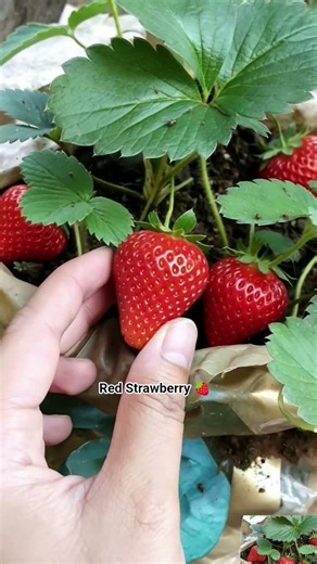 Red Strawberry 🍓 #strawberry #videoai #stroberry #fruit #ai #garden #strawberries