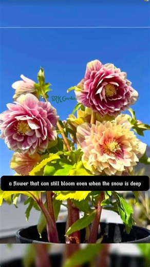 it’s the Christmas Rose (Helleborus), a flower that can still bloom even when the snow is deep | Dodo Garden