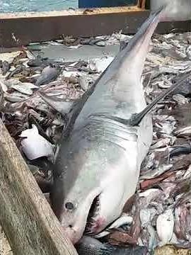 Fishermen Catch Great White Shark and Put It Back in the Water
