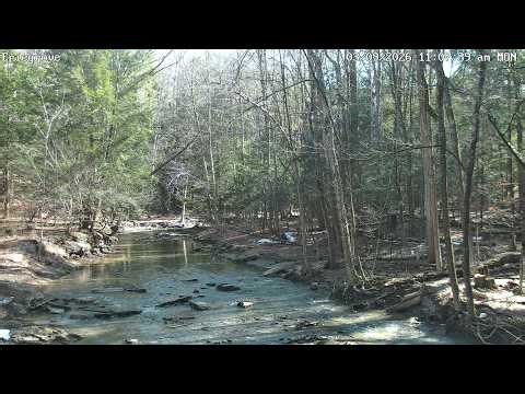 Forest Creek LiveStream – You Control the View in Chat 24/7 Commands Below - Forestville, NY