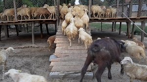 Beauty of a rural farm as a flock of sheep peacefully resides within fenced enclosures. A local sheep farm in rural area of Nepal. Farming, Animals, Sheep, Lamb