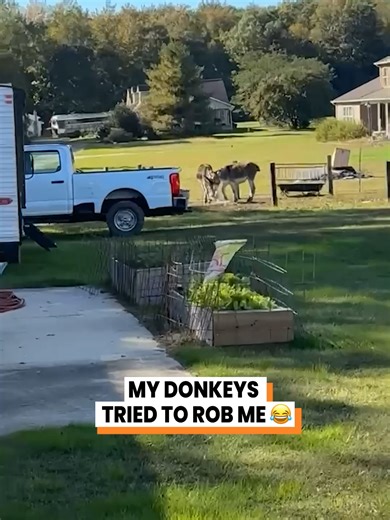 Donkeys Caught Stealing on the Farm! 😂