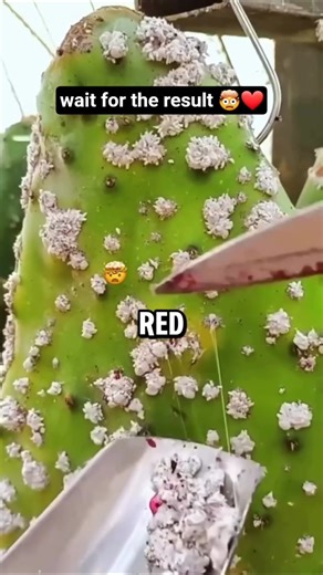 This ancient secret is the ultimate business idea.🌵💄 #entrepreneur #businessideas