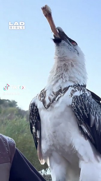 Incredible Bird Videos: Bearded Vulture in Action