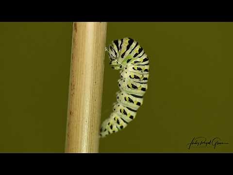 A time-lapse of a black swallowtail caterpillar changing into a chrysalis. Photographer tips!