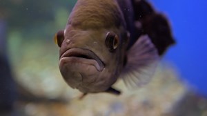 Download Close up of a Fish in a Aquarium for free