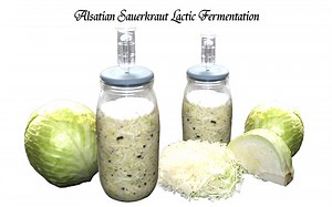 Alsatian Sauerkraut | Lactic Fermentation