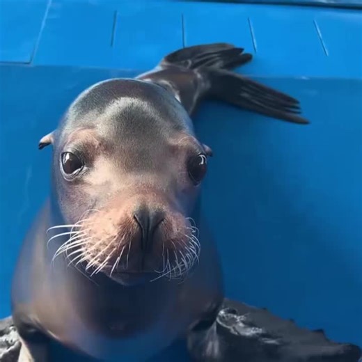 Sea Lions: Fun Facts and Insights