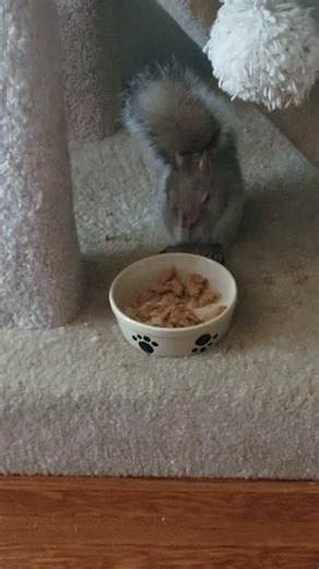 Chip & Chloe Squirrel and Wildlife Rescue | Cole was being too quiet and I found him sneaking into the cats' dish to steal their freeze-dried turkey 😅 He usually comes in the house to... | Instagram