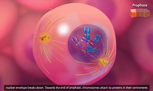 Prophase - Mitosis (part 4) on Make a GIF