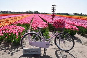 The Netherlands' most stunning tulip fields