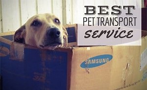 Best Pet Transport Service: Who Meets Your Relocation Needs?