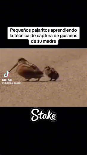 Videos de Ⓥ メ Jainer 亗 (@jz_.jainer) con “sonido original - Ⓥ メ Jainer 亗”