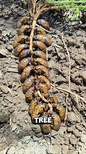 How China Farms Cicadas #cicada #china #fblifestyle #farming #insectfarming | Wild Heart