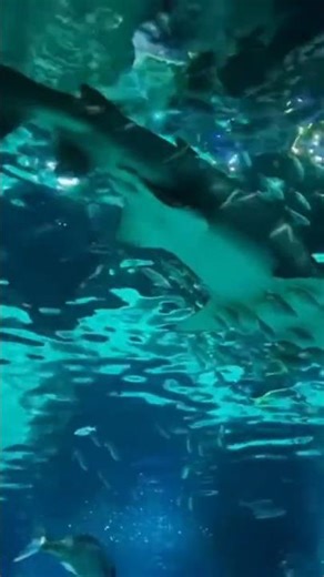 Aquarium- Barcelona variety of Sea life 4K,‪@ivaatanasova3198‬