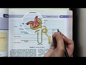 "Nephron" Structure and Functions explained in 2 mins.