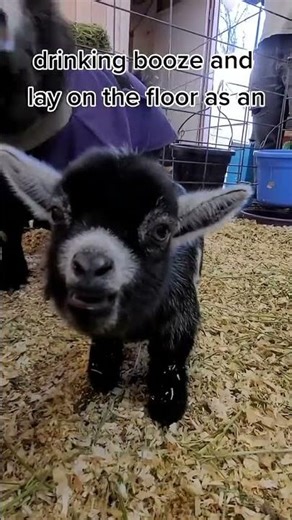 Cute Baby Goats Playing & Jumping 🐐 | Funny Little Goats Compilation That Will Melt Your Heart