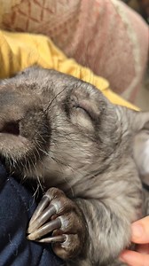 I'm not sure if I've ever told you but I spent a decade working with wombats in zoo's and wildlife parks before starting WAO. The poor babies were terrifying! They were either very aggressive or so shut down and I didn't know them well enough to know how deeply miserable they were. It wasn't until I became the mum of a teeny baby boy named Barney, who was being rejected by his mum in a park that I was curator of, did I realise how unjust his parents life was or, how loving and affectionate these