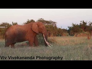 See this 40 year old large African bull elephant with extremely long tusks rest and walkabout