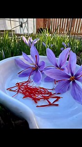 Big Pharma doesn’t want you to know this…A tiny purple flower might be just as powerful as antidepressants — without the nasty side effects.It’s called saffron.Multiple studies have shown saffron can help: • Boost your mood • Calm anxiety • Improve focus (even in ADHD patients) • Reduce PMS and menopausal symptoms • Support brain healthAnd unlike prescription meds… saffron won’t numb you out or wreck your gut.But here’s the crazy part:You can actually grow it yourself.Right in your backyard. In 