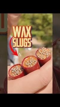 Normale Slugs vs. Wachs-Slugs – was macht mehr Eindruck?