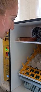 Update on the Barn Owl eggs... 😲 The oldest egg/chick, has started cheaping in its shell!! This means the chick has developed enough to start communicating with the parents, yes, even when it is still in its shell!! 🫨 So every 20 minutes, our team, first Elishia, and then Becky, take turns in playing a Barn Owl call, as well as making shwishing sounds in communication with the chick inside the egg, and yes, the chick does respond. 🤗 This is exactly what mom would do. All in a days work at Fre