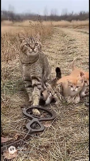 Mom Cat Trapped in a Snare, Kittens Helpless—Until Kind mans Step In! #animalrescue #cat #healing