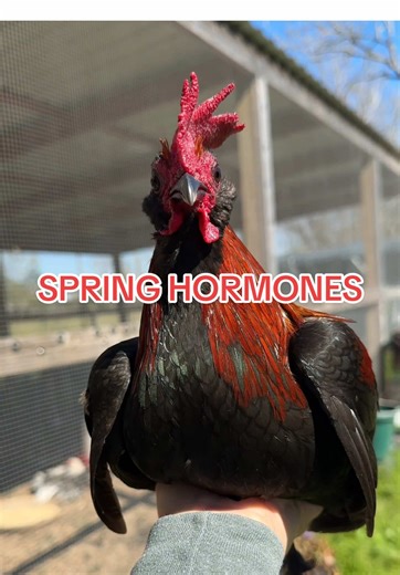 Spring Hormones: Managing Rooster Rivalries
