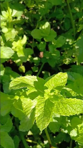 Peppermint tea can bring several benefits to our health. #benefits